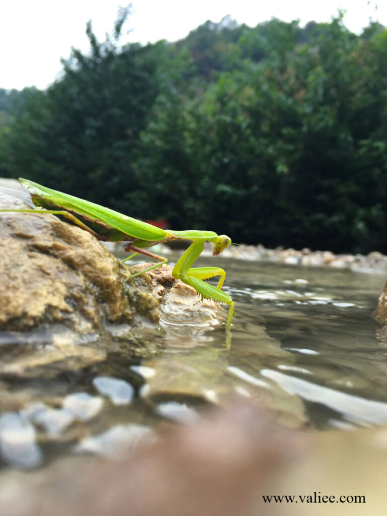 A green praying mantis standing on a rock and reaching toward the river surface at Tang-e Dar, Iran
