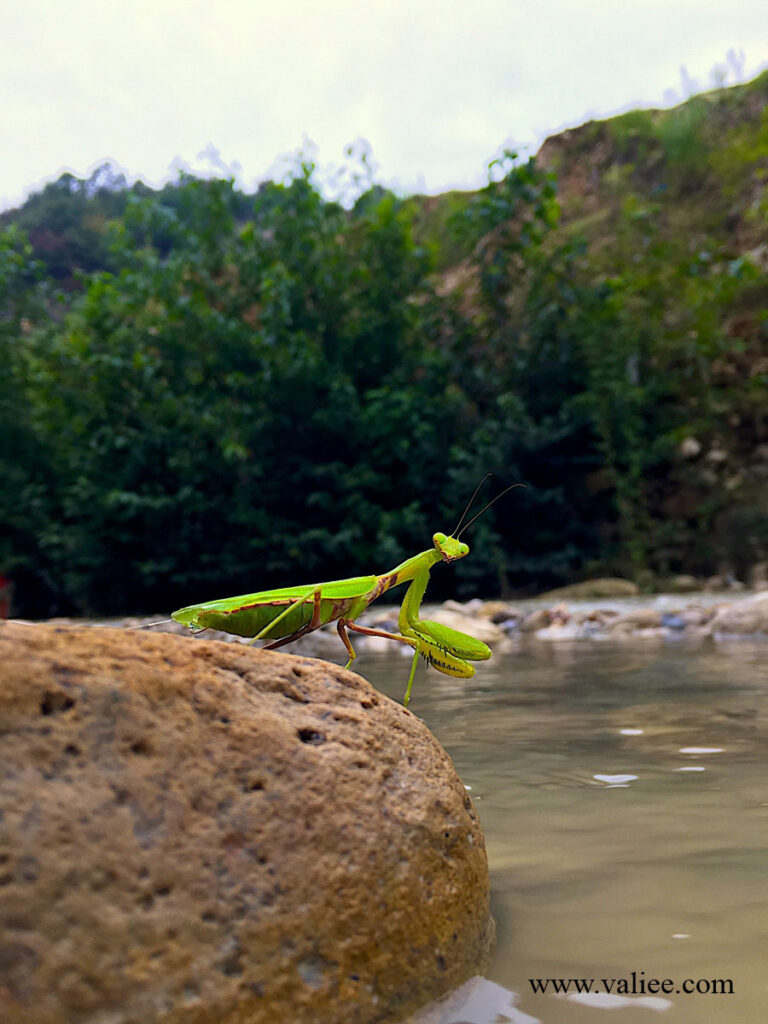 A green praying mantis standing on a rock beside the river at Tang-e Dar, Iran, September 2019