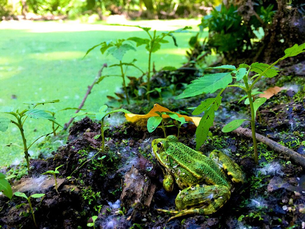 A green frog resting on the muddy ground beside the water at Serevan Wetland
