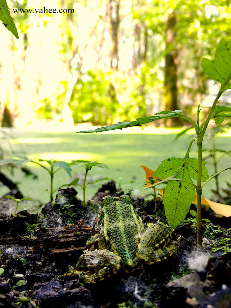saravan wetland frog among vegetation