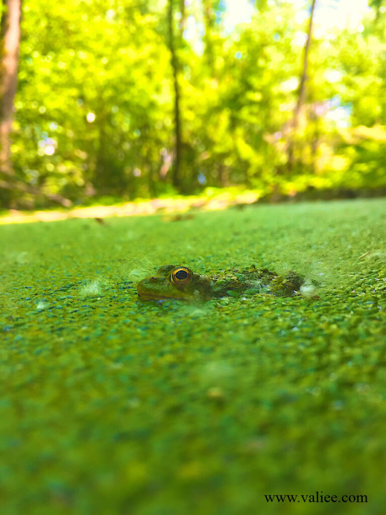 saravan wetland frog in the water