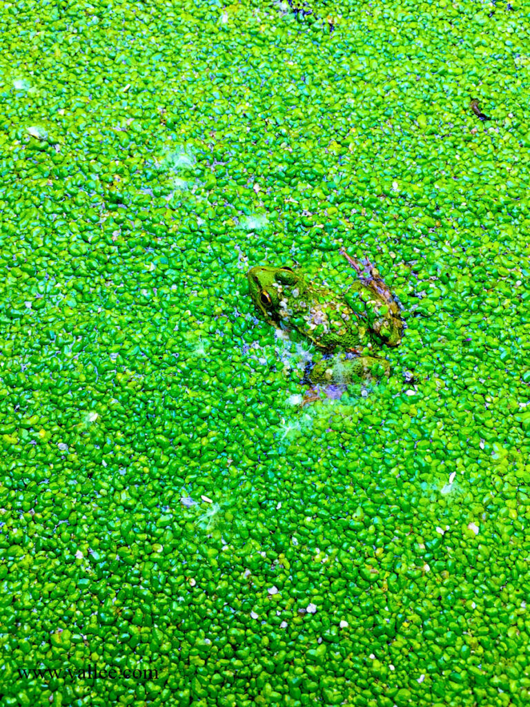 A green frog partially submerged among floating aquatic plants at Serevan Wetland