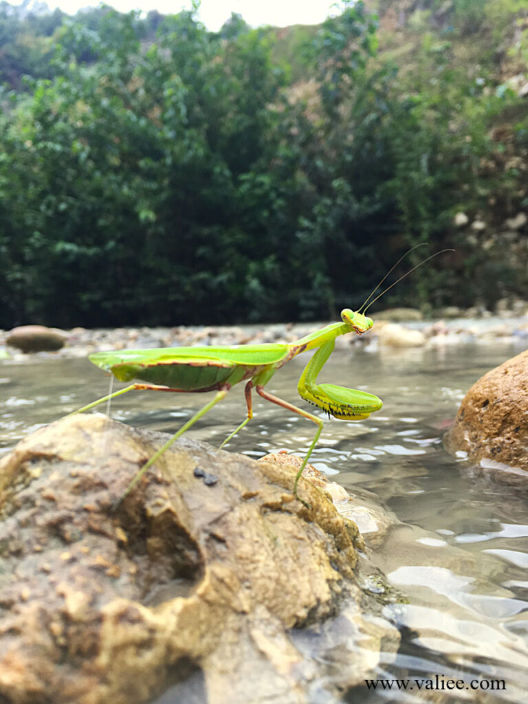 A green praying mantis standing on rocks beside a river at Tang-e Dar, Iran